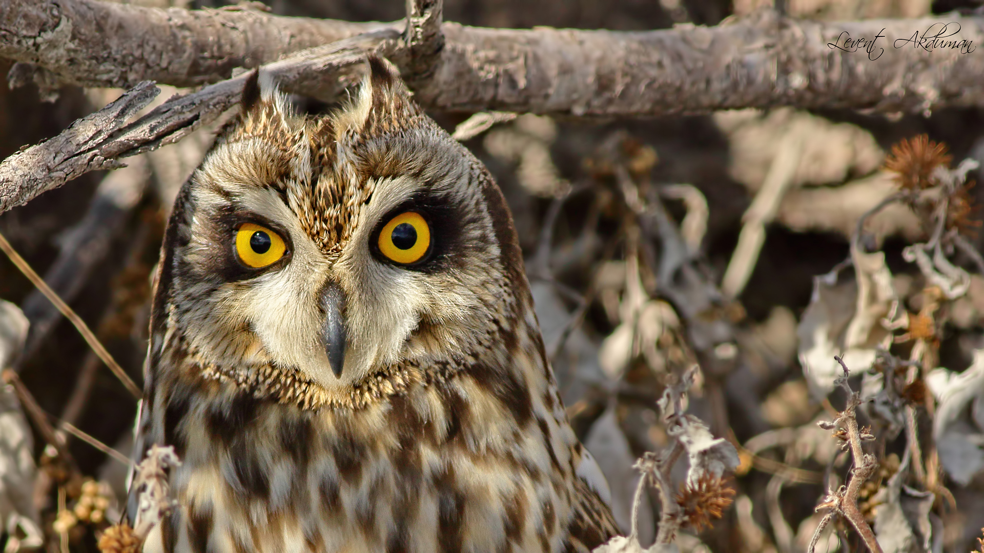 Short-eared Owl